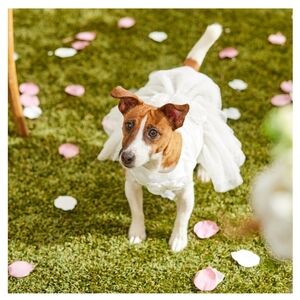 Dog Or Cat Wedding Dress Size S